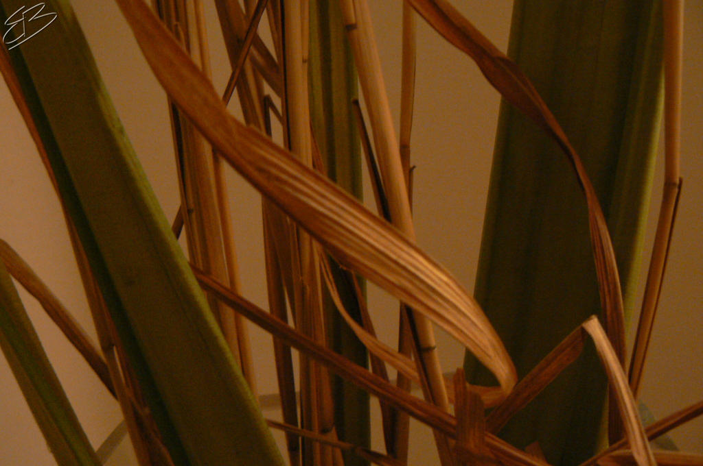 Reed detail4 by another-el on DeviantArt