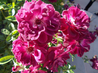 Cluster of Fuschia