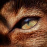 Cat eye