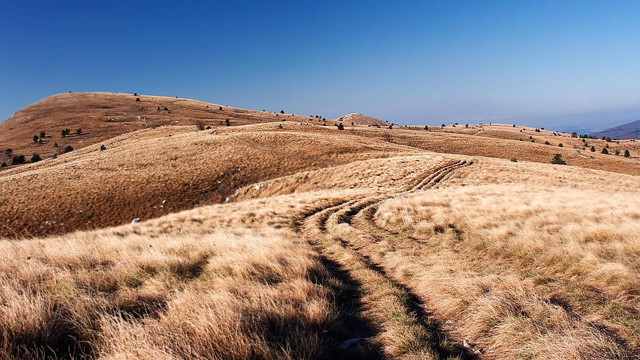 fields of gold