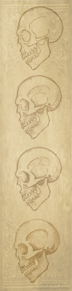 Skull Study