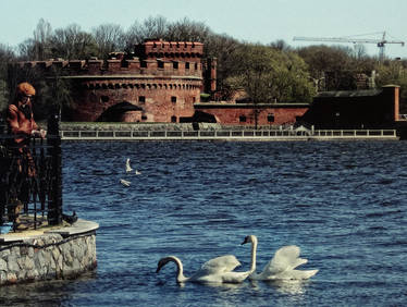 Der Dona And Swans In Koenigsberg