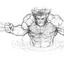 Wolverine sketch