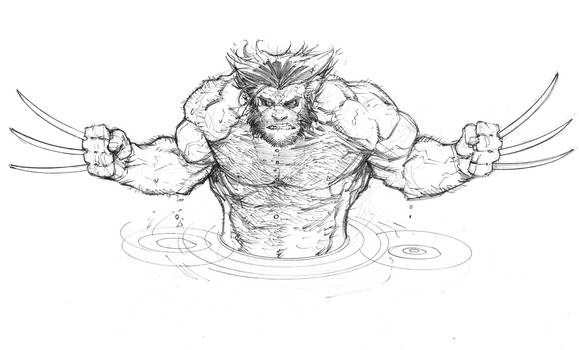 Wolverine sketch