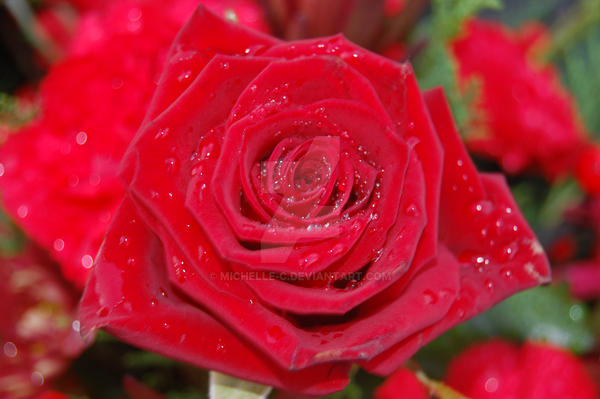 Washed Red Roses wet red rose by michelle-c on DeviantArt