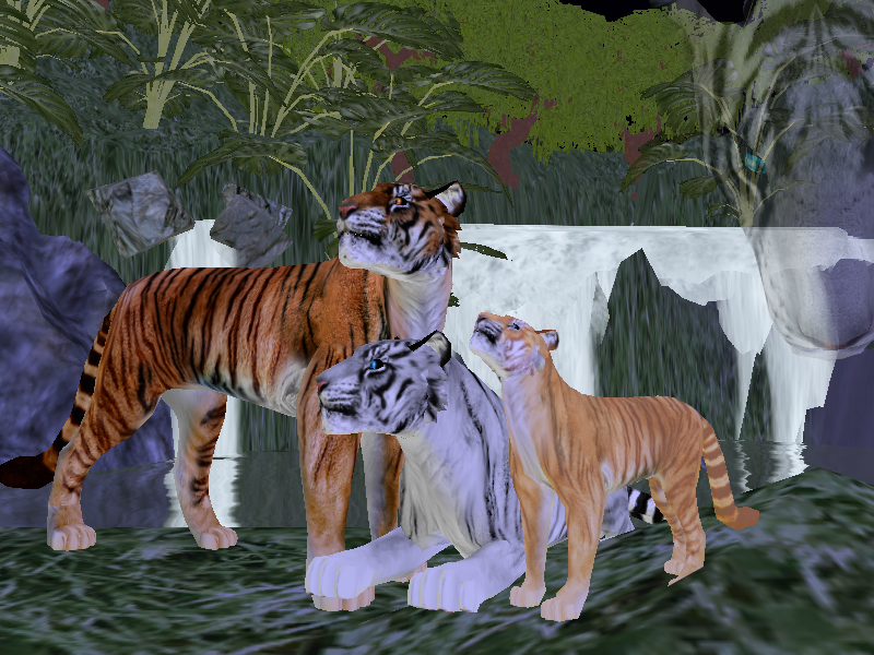 Realistic tigers for you by Rikuko