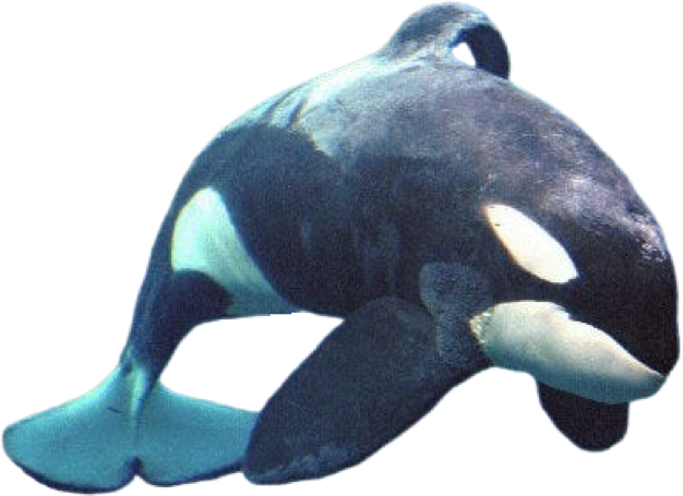 Keiko the killer whale by carlosgutierrezjr on DeviantArt