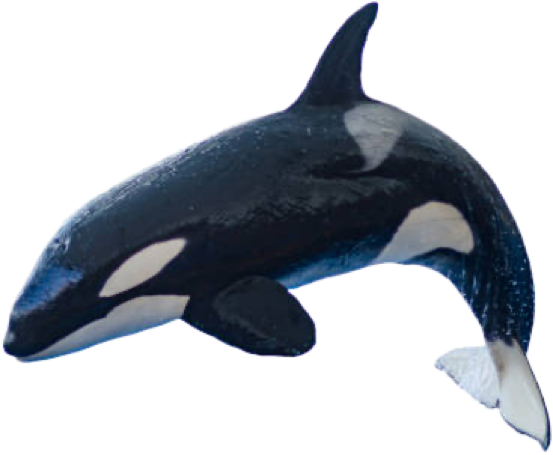 Baby orca : killer whale by carlosgutierrezjr on DeviantArt