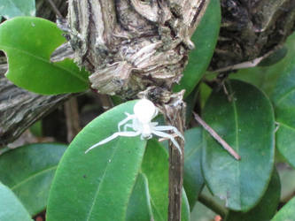 White Spider