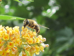 Bee