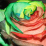 green-pink Happy Rainbow Rose