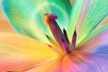 Rainbow_Tulip_Inside