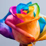 Happy Roses Rainbow Rose II