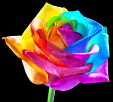 RAINBOWedROSES in HD = PERFECTION