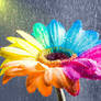 Happy Gerbera Rainbow Wet