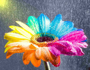 Happy Gerbera Rainbow Wet