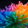 Happy Chrysant Rainbow Wet