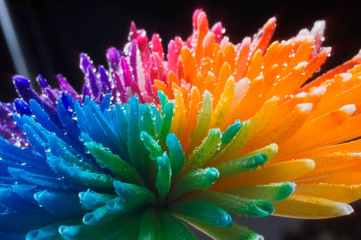 Happy Chrysant Rainbow Wet