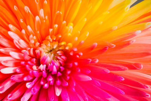 Happy Chrysant Tropical