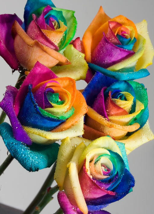 Что делают цветные. Разноцветные розы.