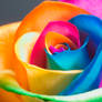 The Perfect Rainbow Rose