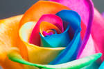 The Perfect Rainbow Rose