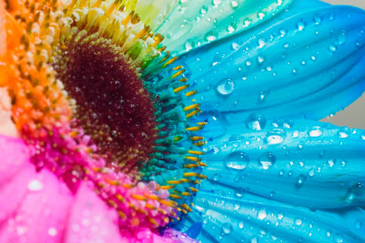 Happy Roses Rainbow Glitter by RAINBOWedROSES on DeviantArt