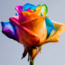 You like this Rainbow Rose ?