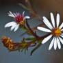 Flower on a Detour