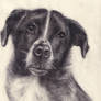 Our dog Emma