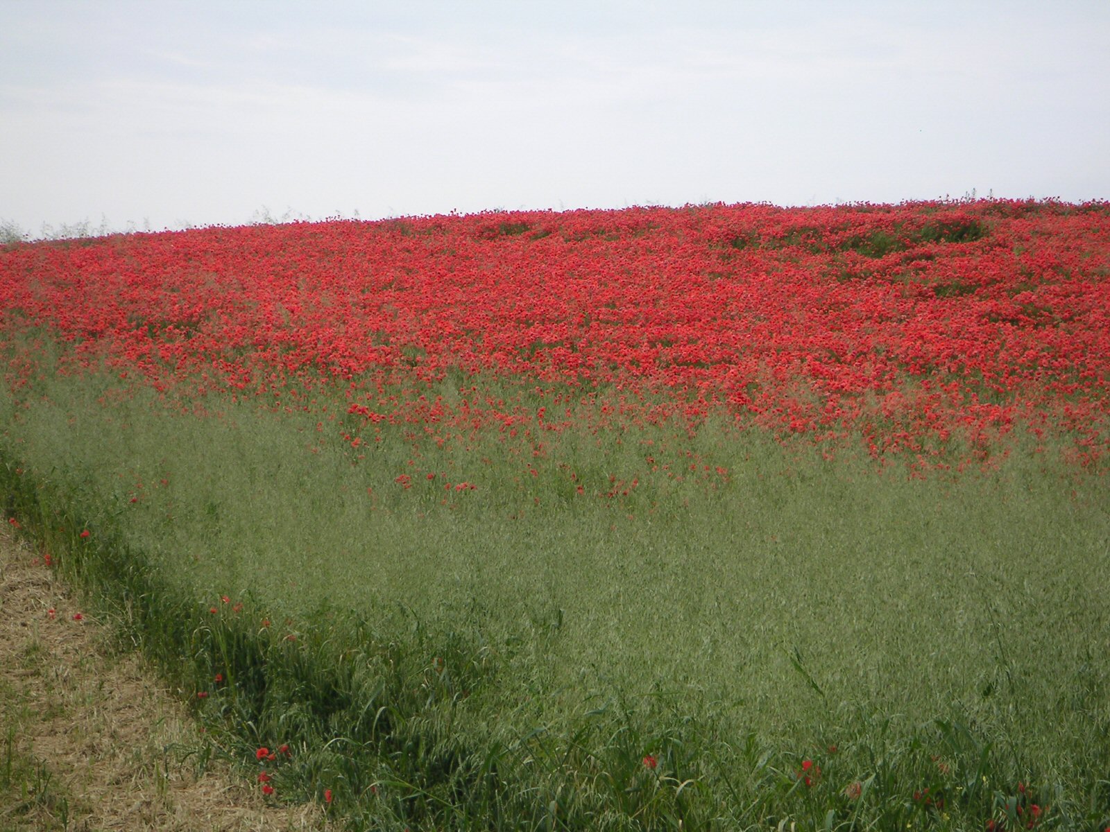 Poppy field 2