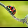 Ladybird 4