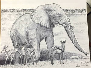 An Elephant with Springboks