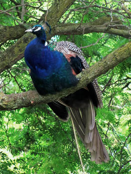 And A Peacock In A Pear Tree