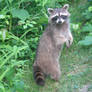Raccoon 01