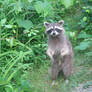 Raccoon 02