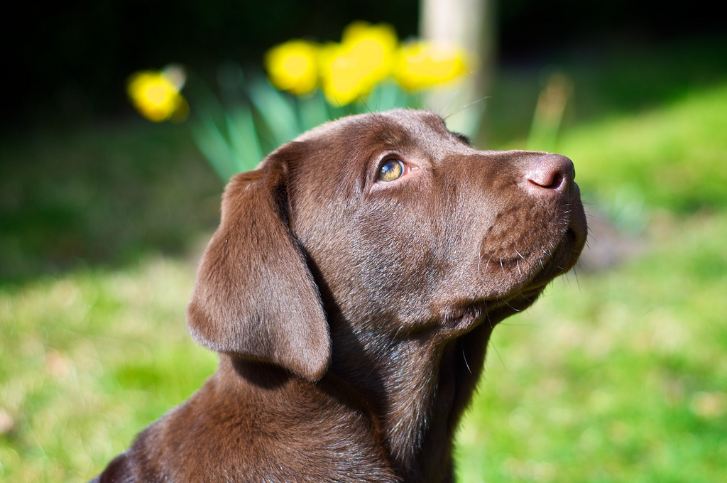 Labrador