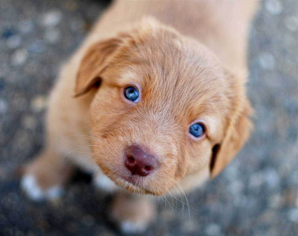 Порода собак с голубыми глазами. Лабрадор ретривер рыжий. Новошотландский ретривер. Новошотландский ретривер щенки. Лабрадор ретривер голубоглазый.