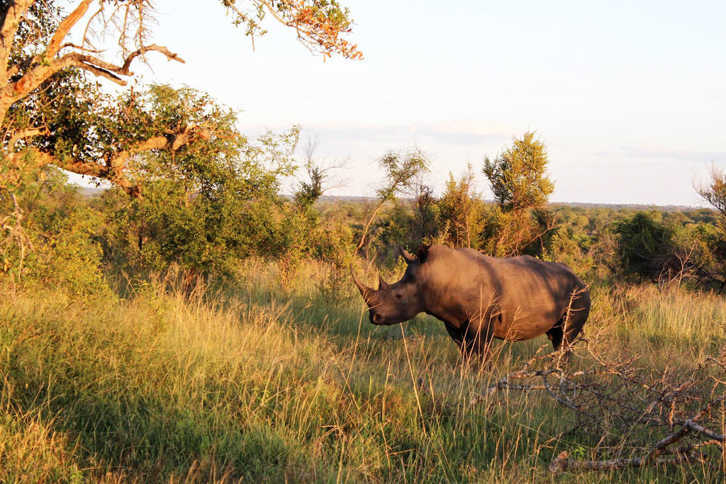 African Rhino