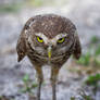 Don't mess with an owl!