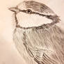 Blue tit drawing