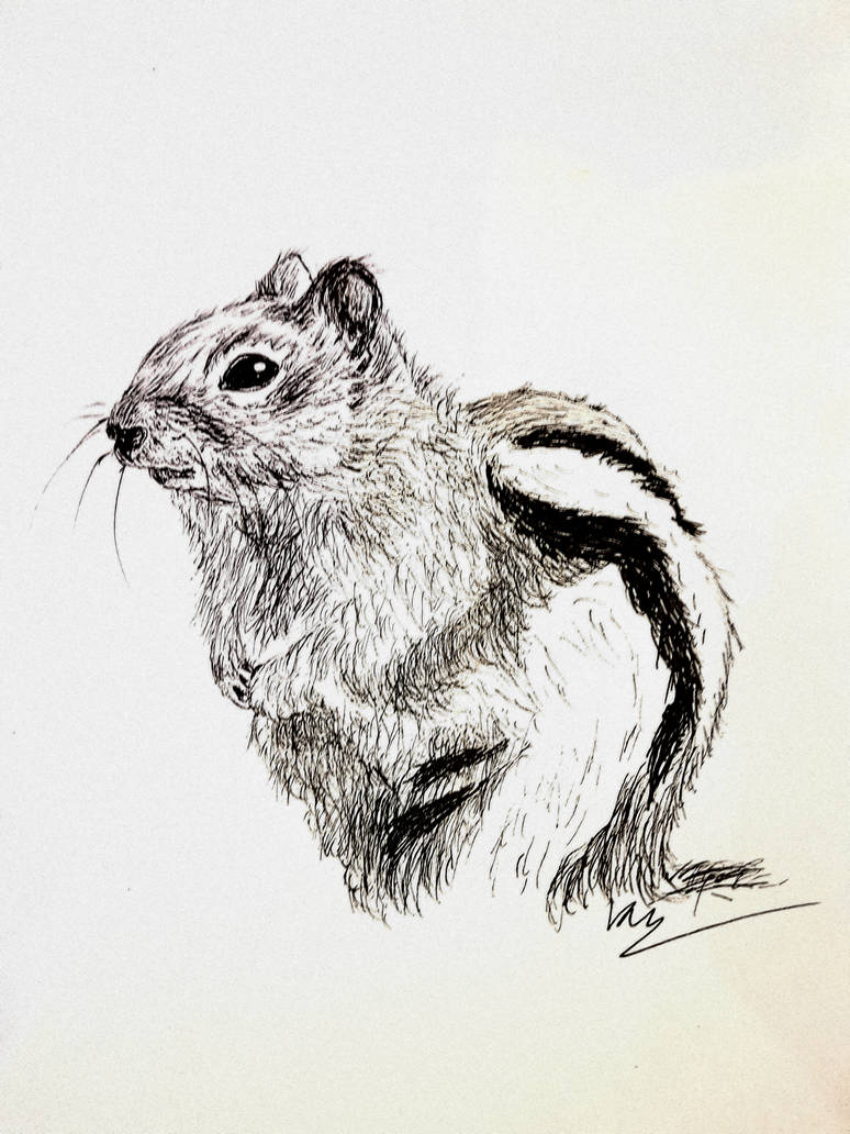 Chipmuck Drawing Chipmunk drawing by kk20152d on DeviantArt