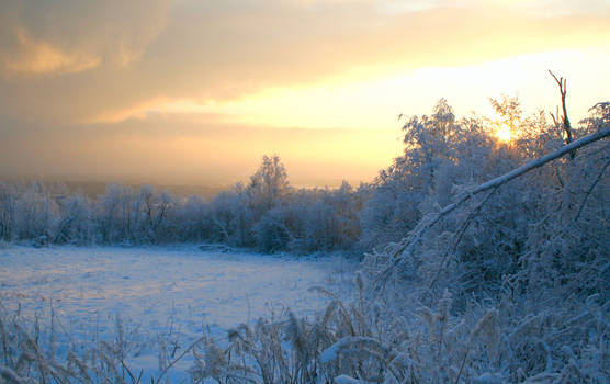 Winter light II