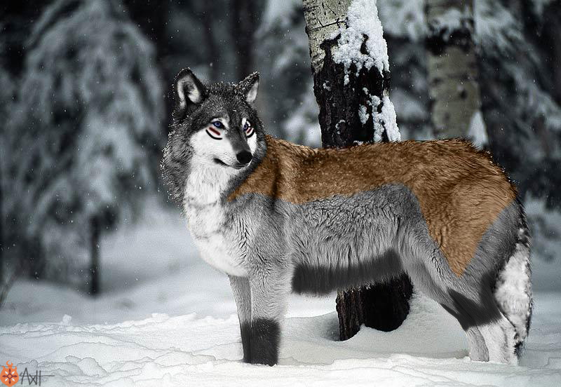 Real Arcaniss, Tribal wolf