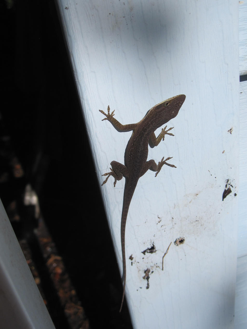 Green Anole 48