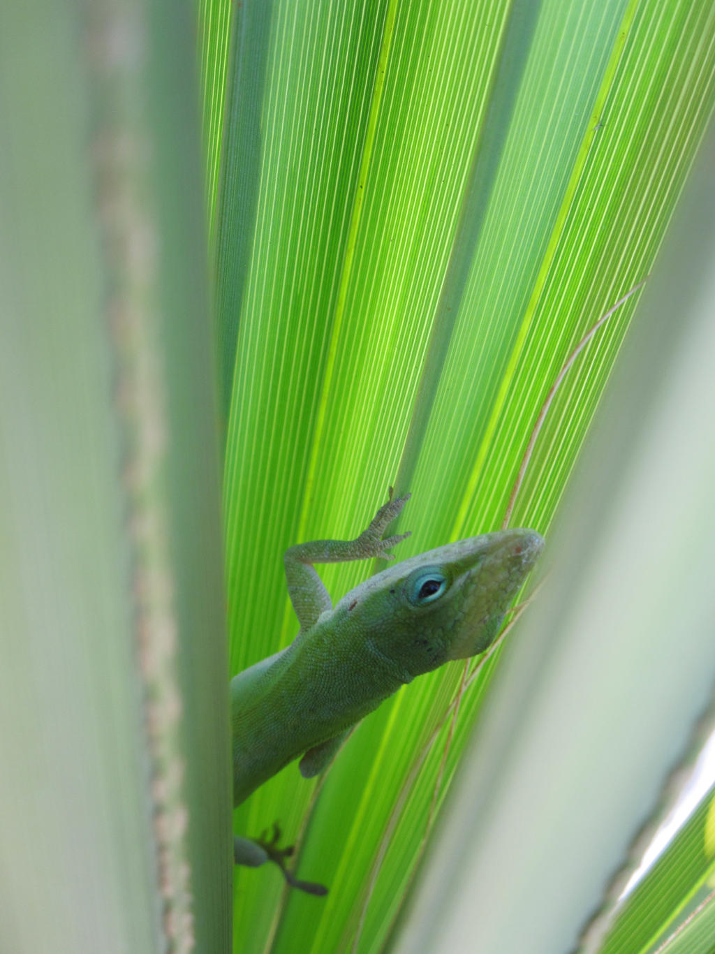 Green Anole 61