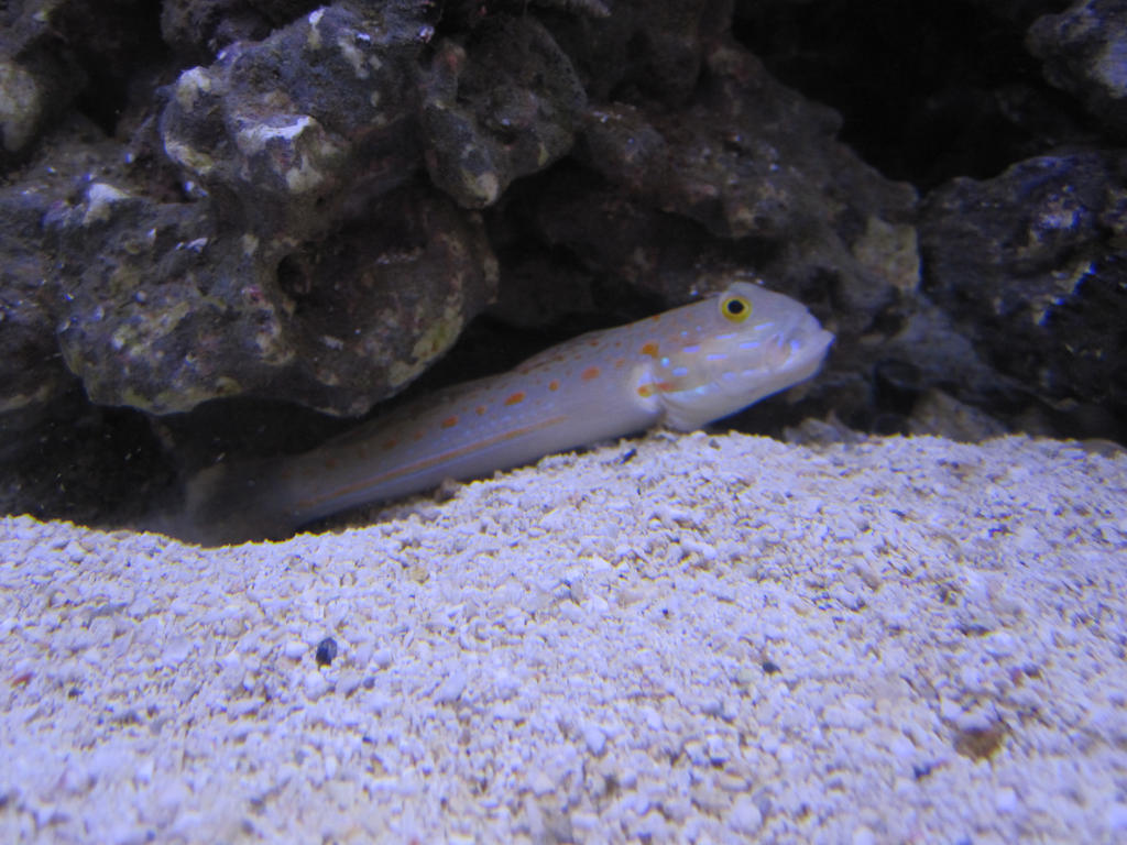 Diamond Goby Fish 1