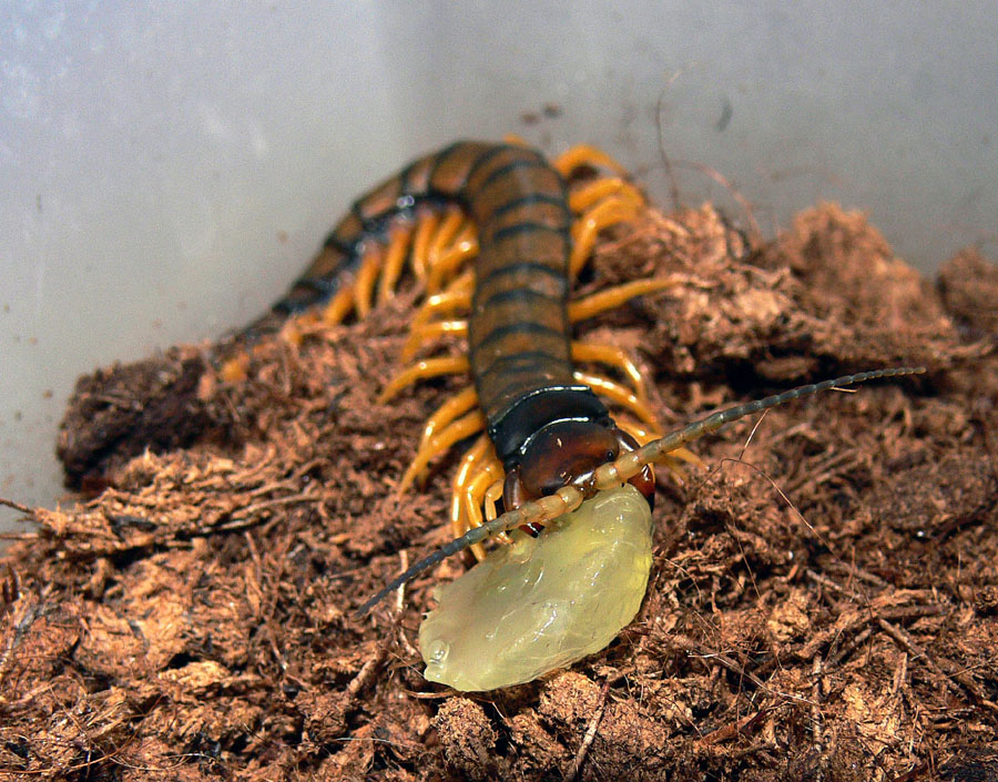 Scolopendra cingulata