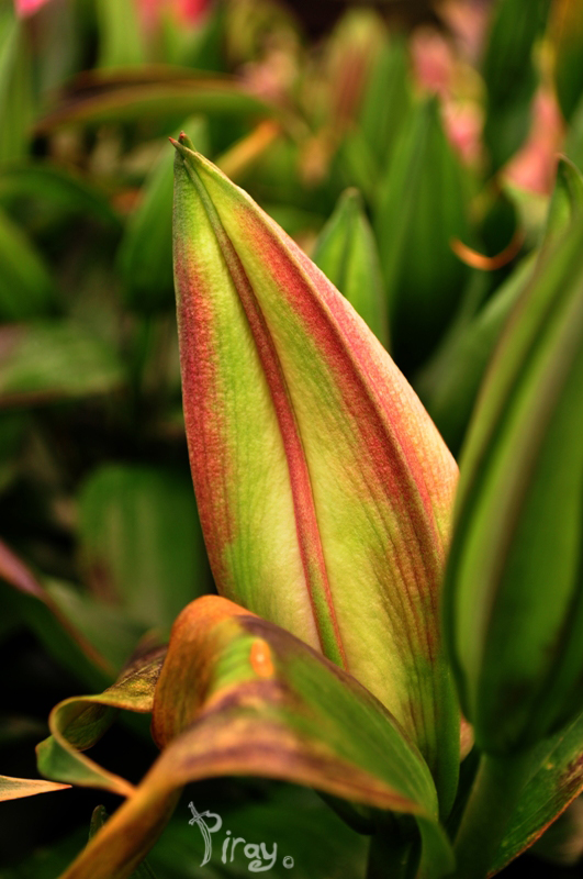 Prehistoric Looking Lily