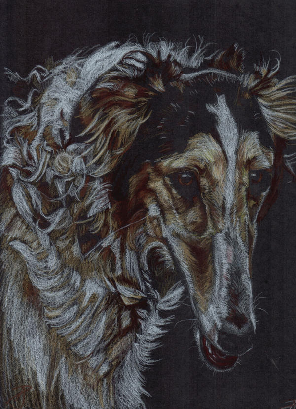 Borzoi portrait 3